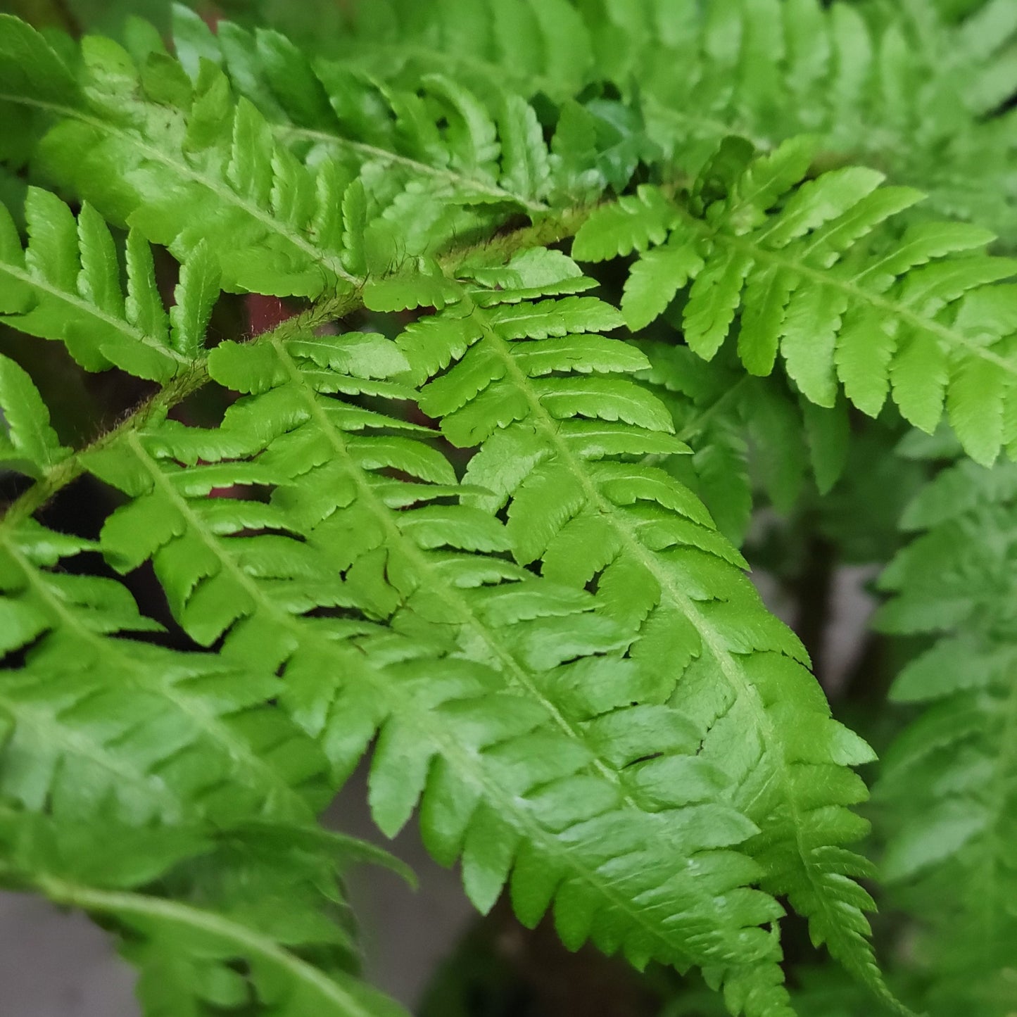 Australian Tree Fern