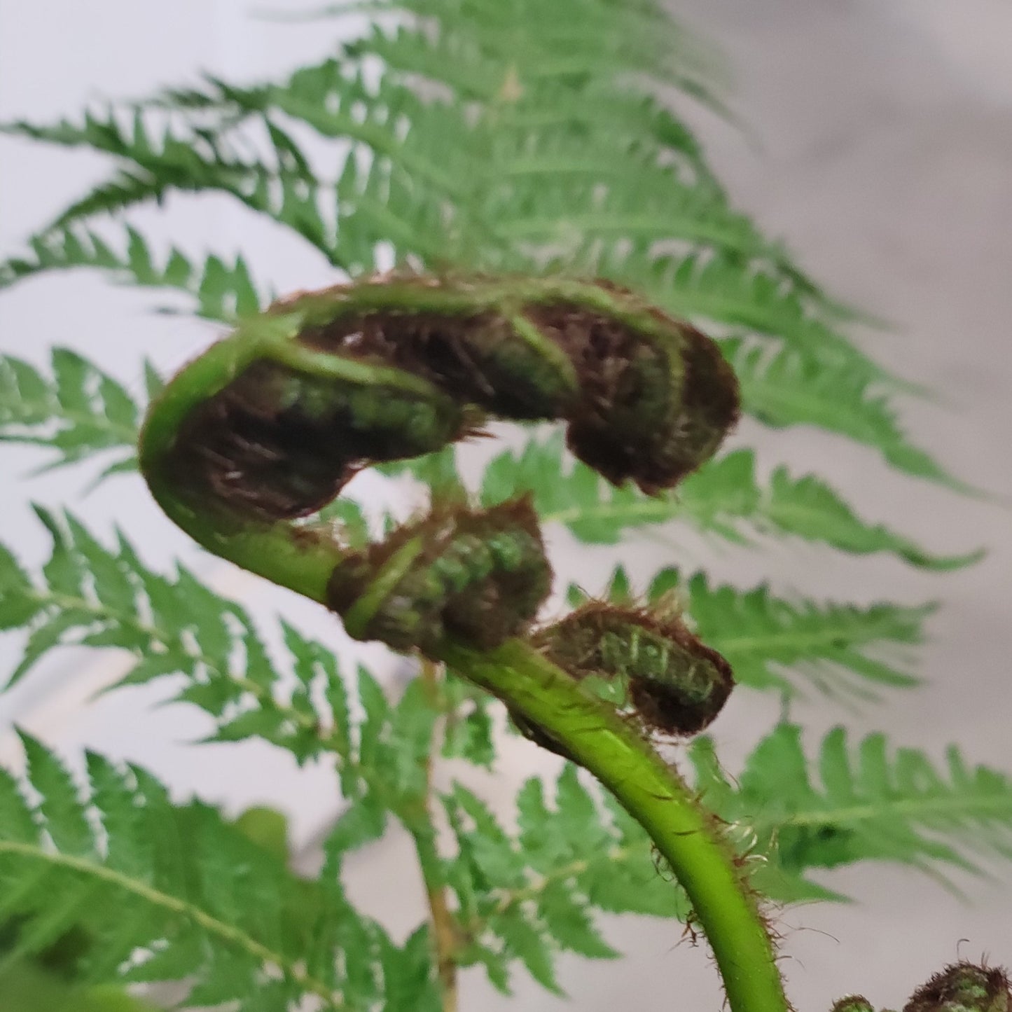 Australian Tree Fern