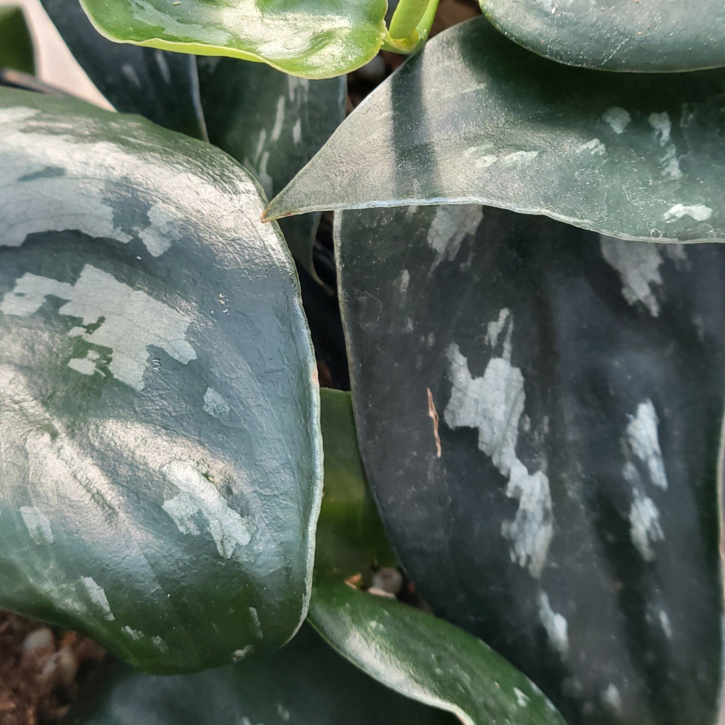 Scindapsus 'Black Splash'