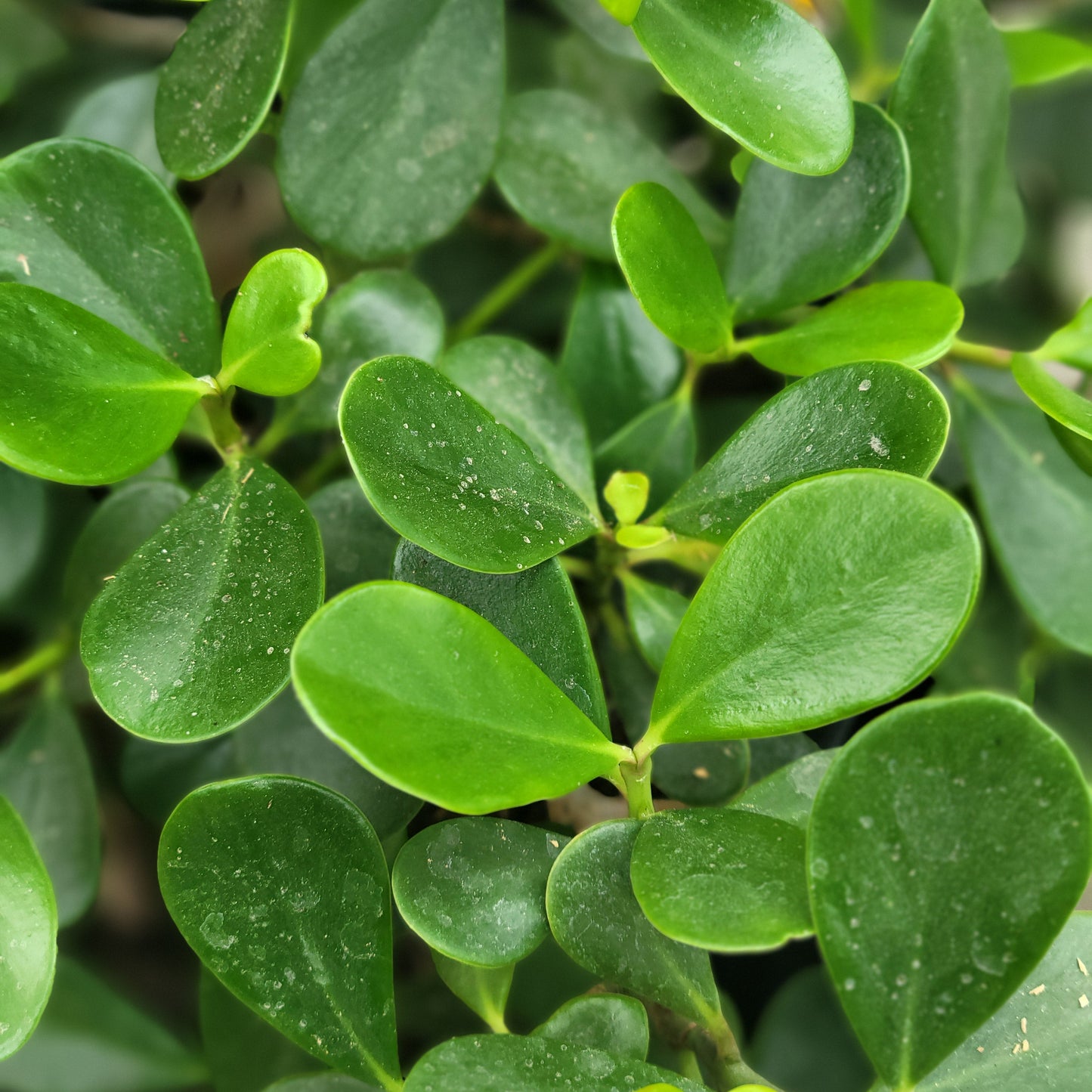 Ficus 'Green Island'