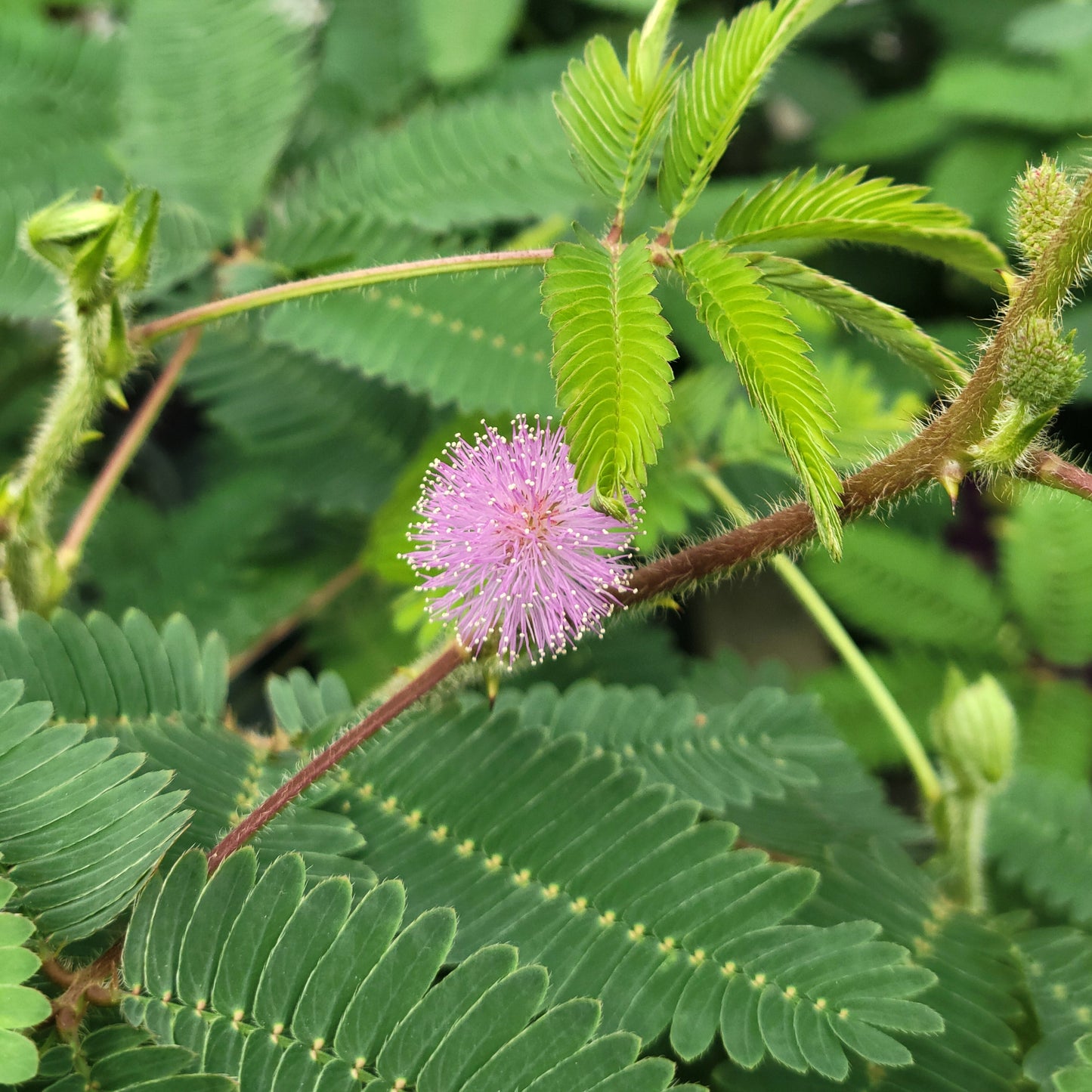 Sensitive Plant 'Mimosa'