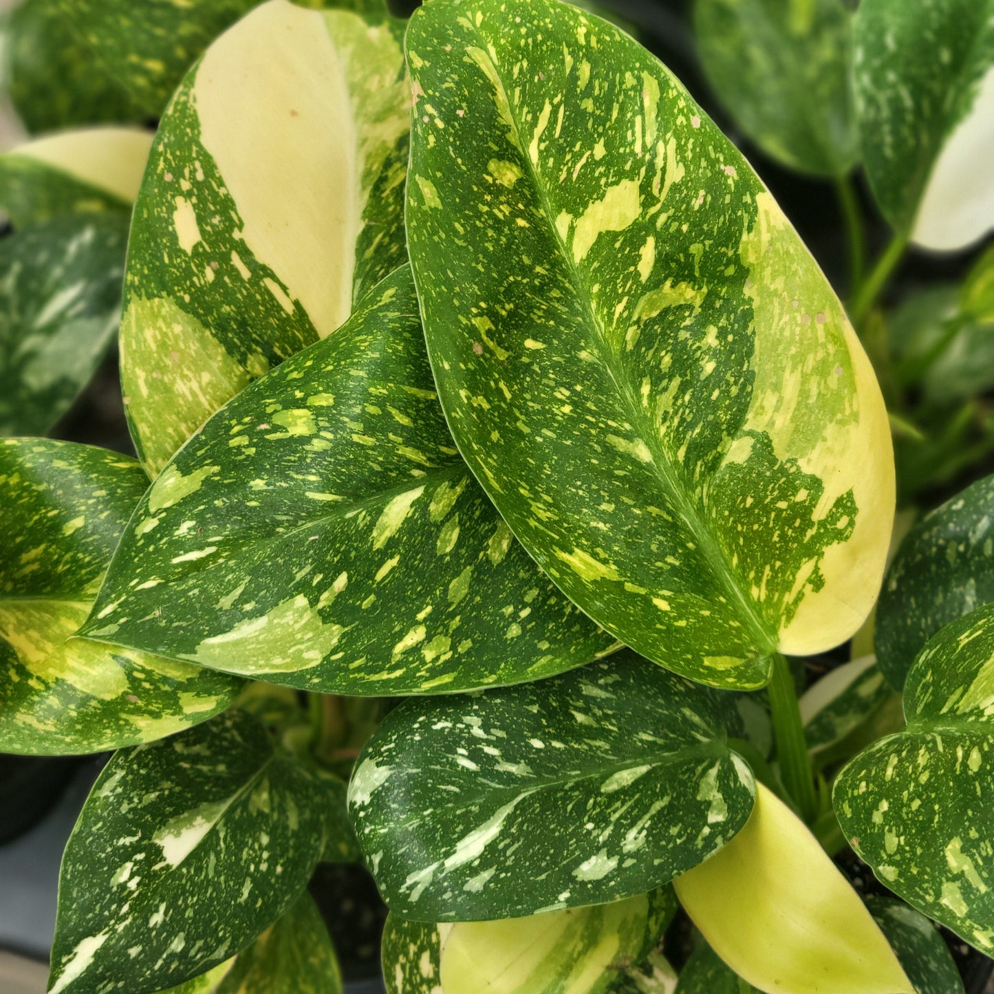 Philodendron 'Green Congo Nuclear Variegated'