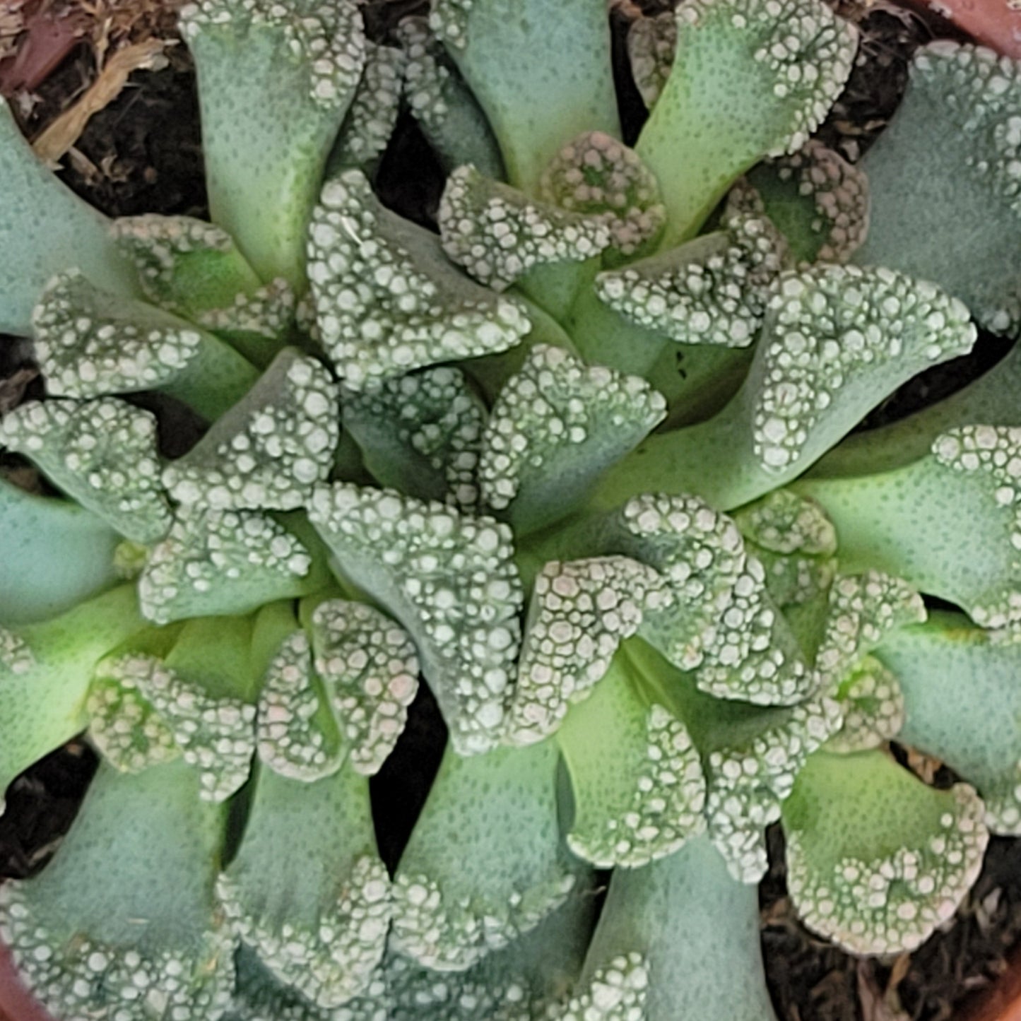 Concrete Leaf Plant (Titanopsis Calcarea)