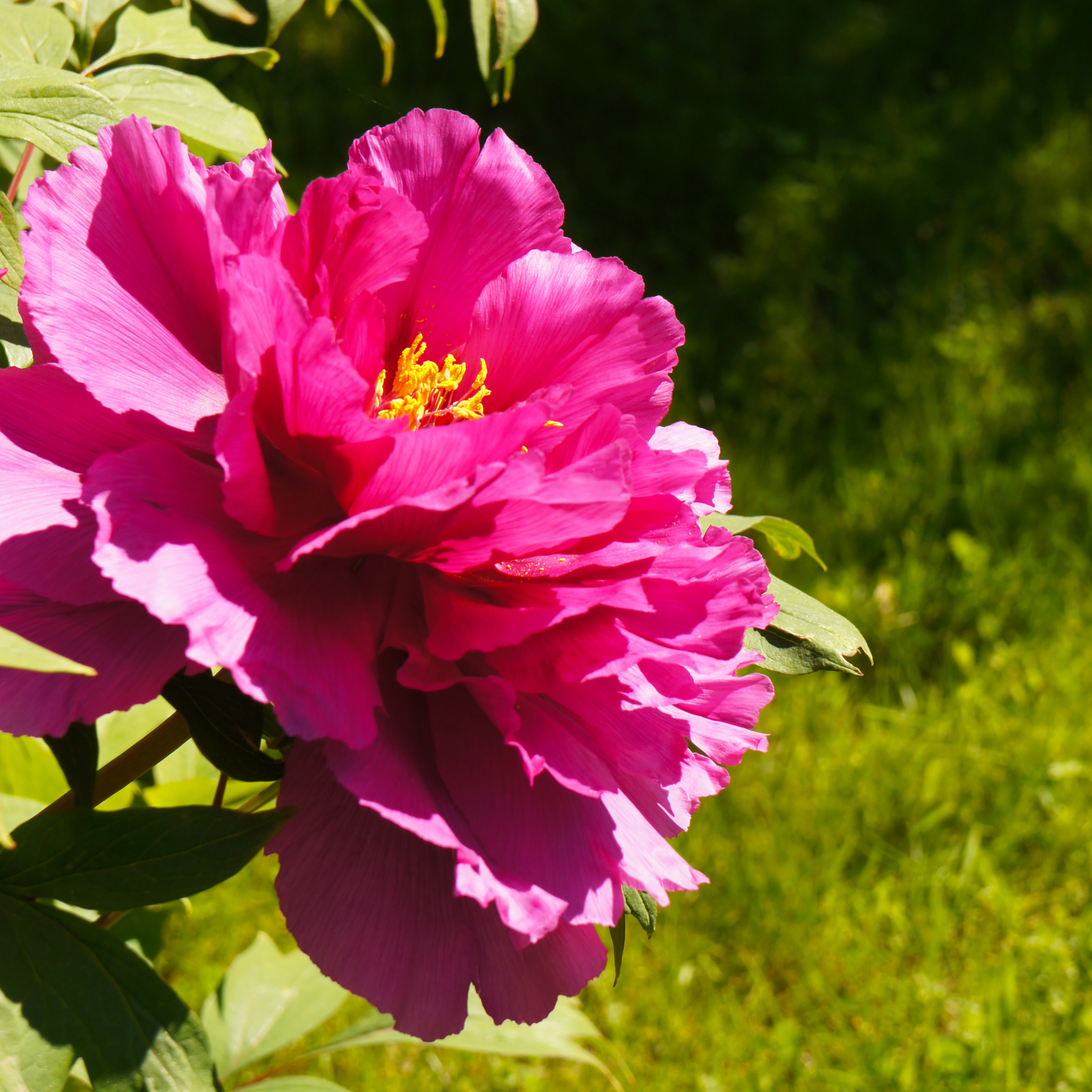 Tree Peony 'Shimadaijin'