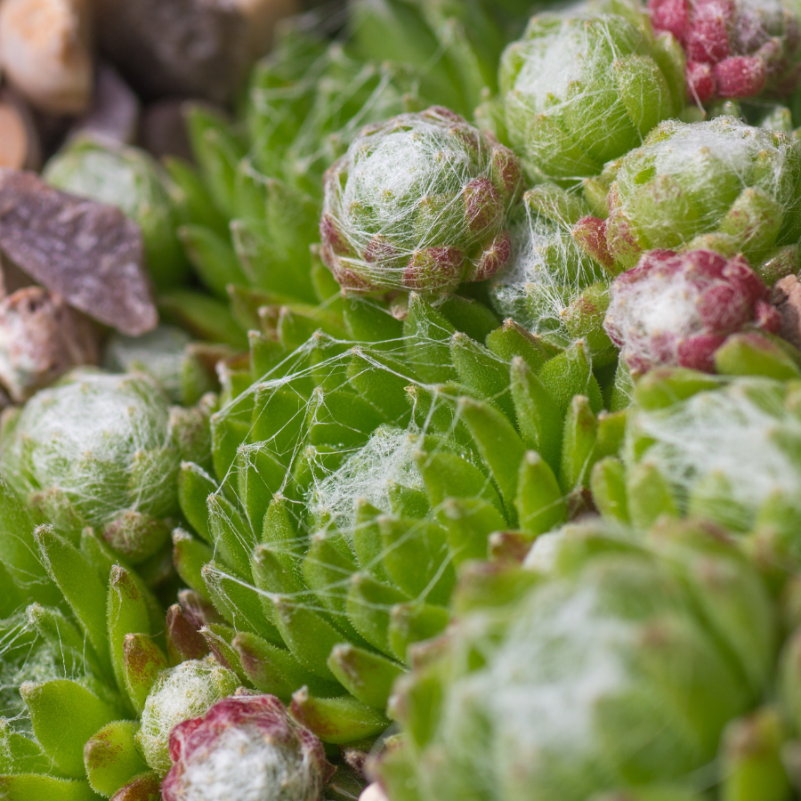 Hens And Chicks