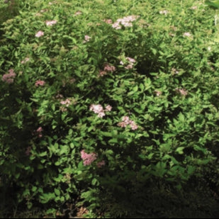 Spirea 'Little Princess'