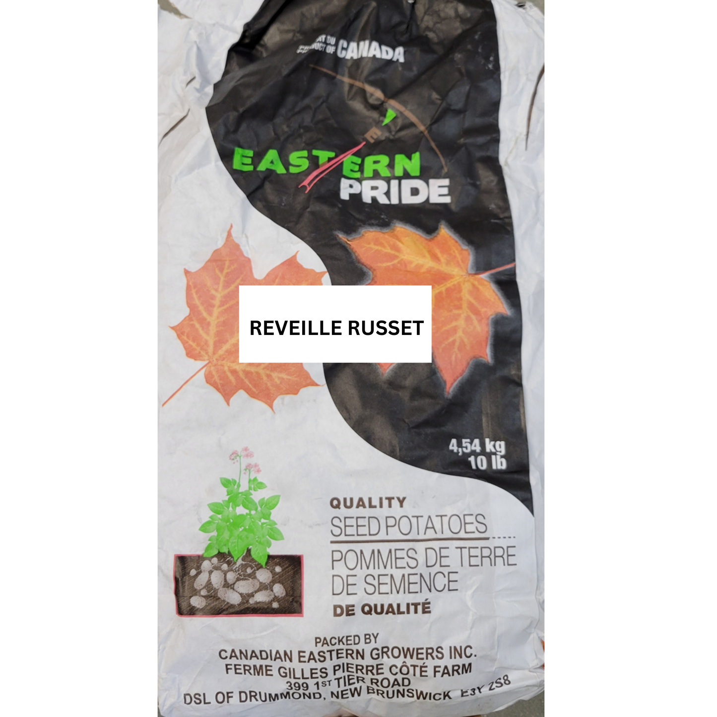 Potatoes Reveille Russet Seed