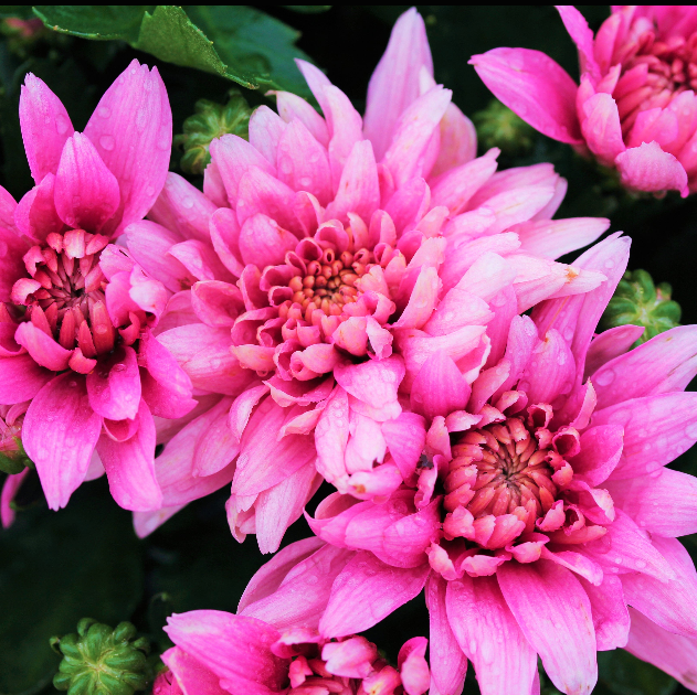 Fall Chrysanthemums 4.33"