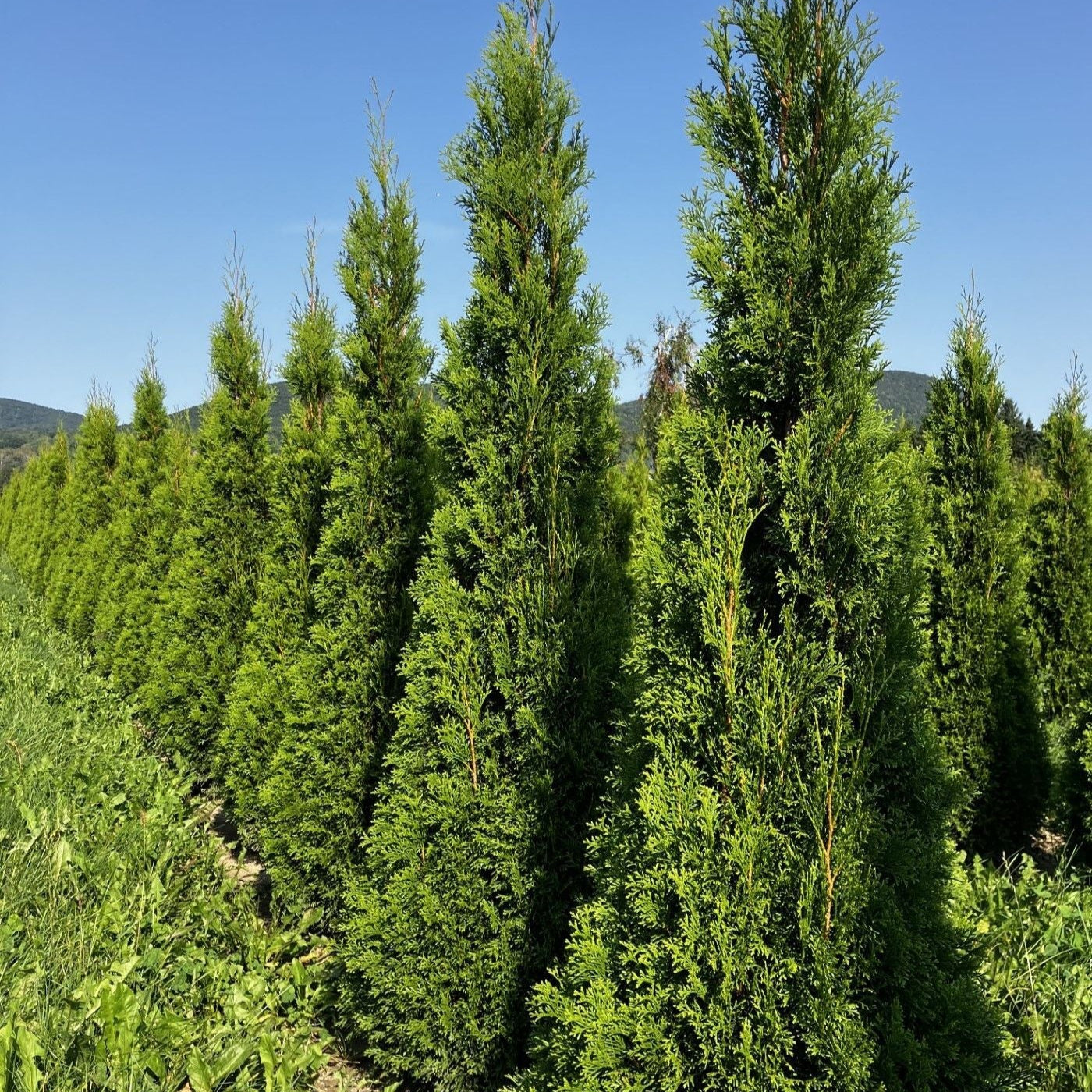 Emerald Cedar