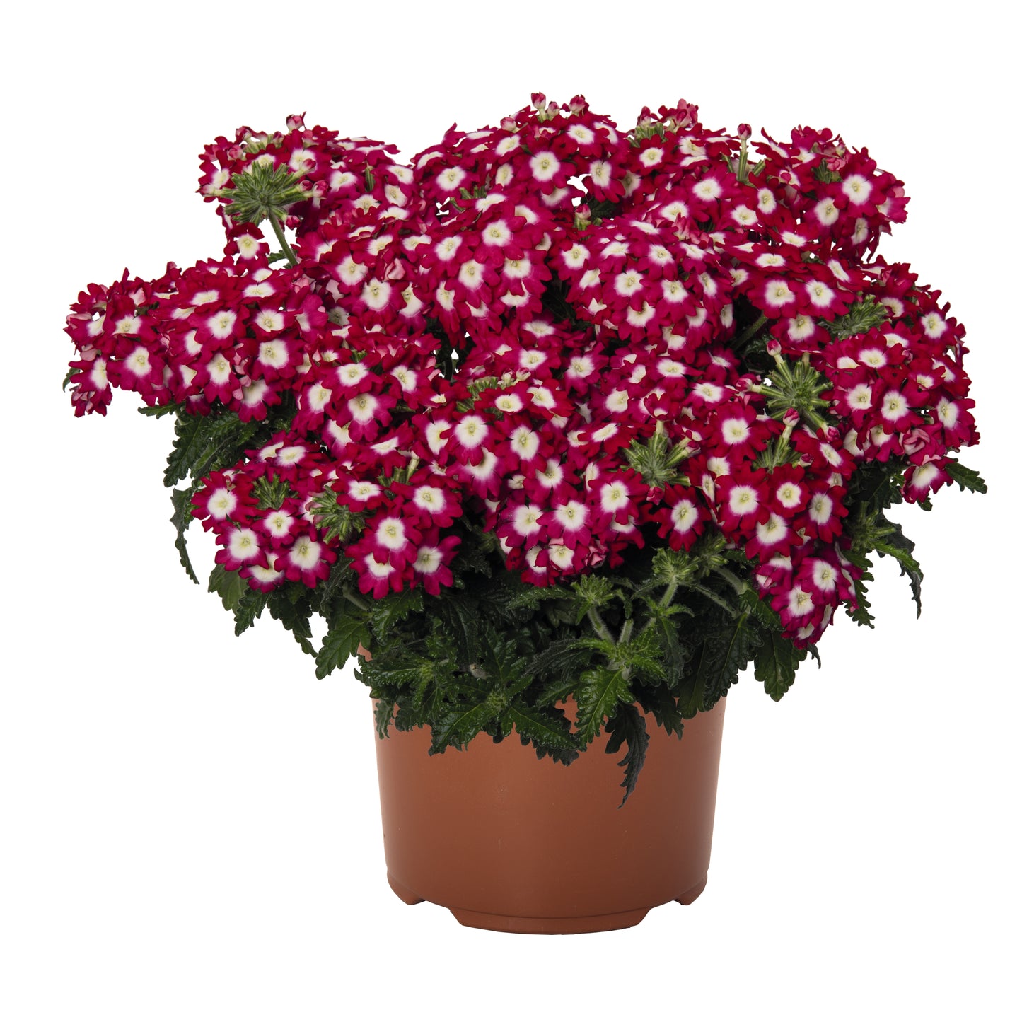 Verbena 'Empress Flair'