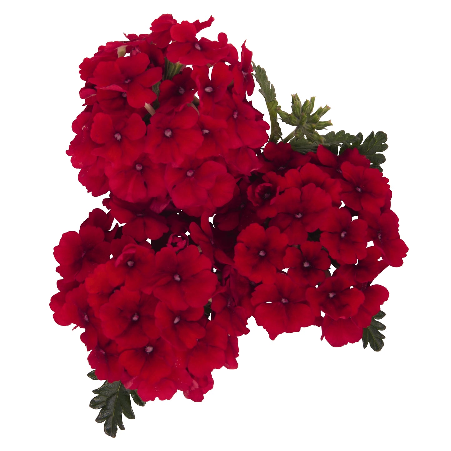 Verbena 'Empress'
