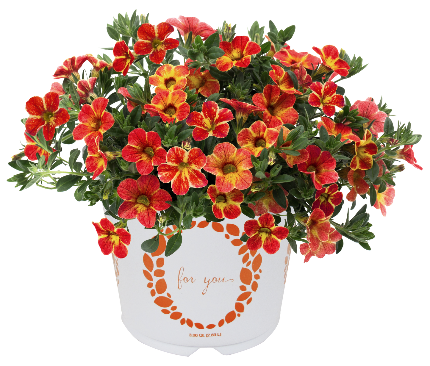 Calibrachoa 'Aloha Nani'