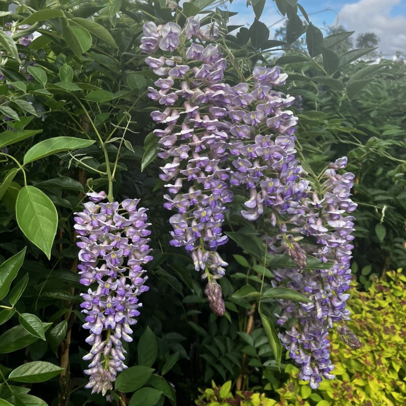 Wisteria 'Blue Moon'
