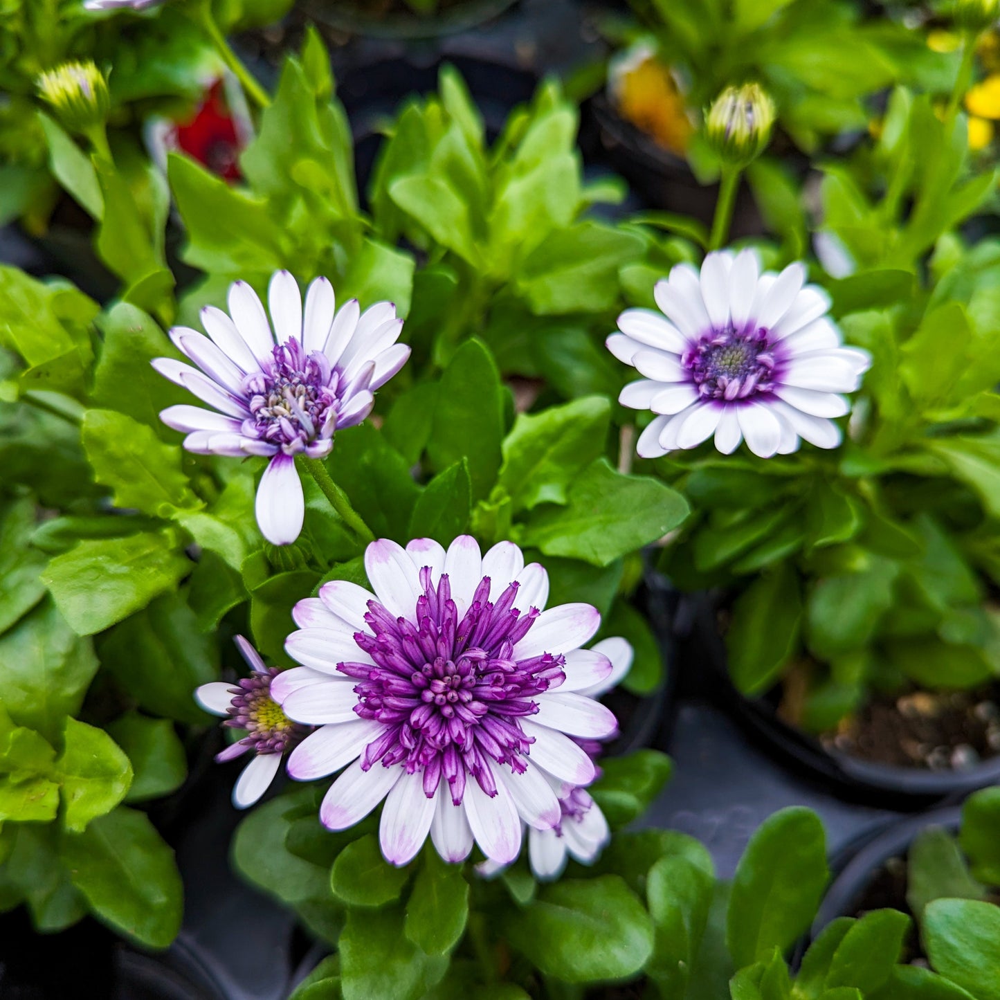 Osteospermum African Daisy
