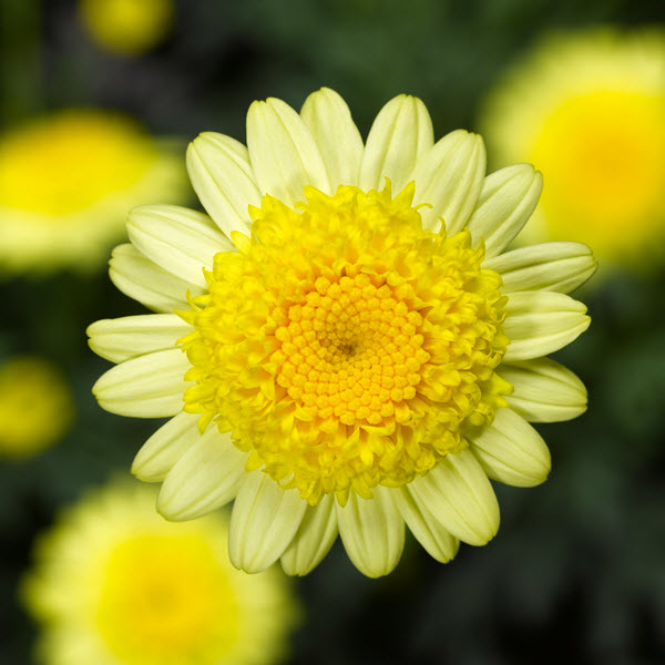 Argyranthemum 'Sassy Yellow'