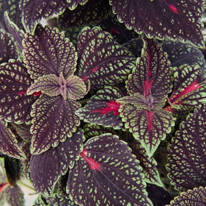 Coleus 'Main Street'