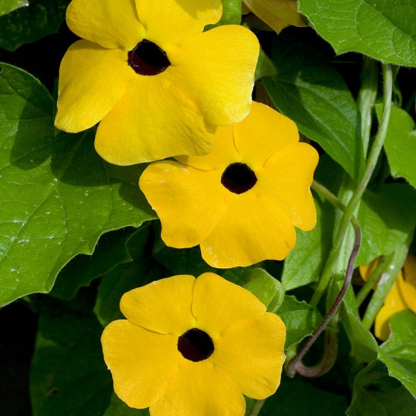 Thunbergia 'Towerpower'