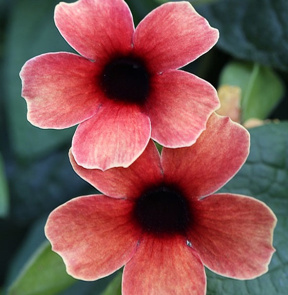 Thunbergia 'Towerpower'