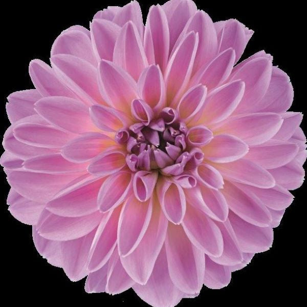 Dahlia 'Novation'