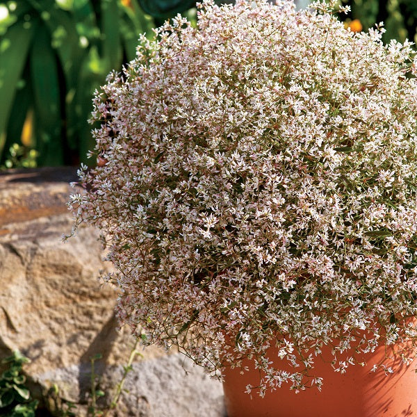 Euphorbia 'Starblast'