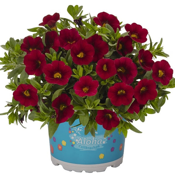 Calibrachoa 'Aloha Nani'
