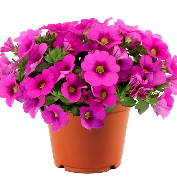 Calibrachoa 'Aloha Nani'