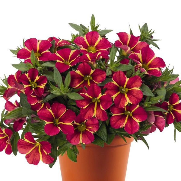 Calibrachoa 'Aloha Nani'