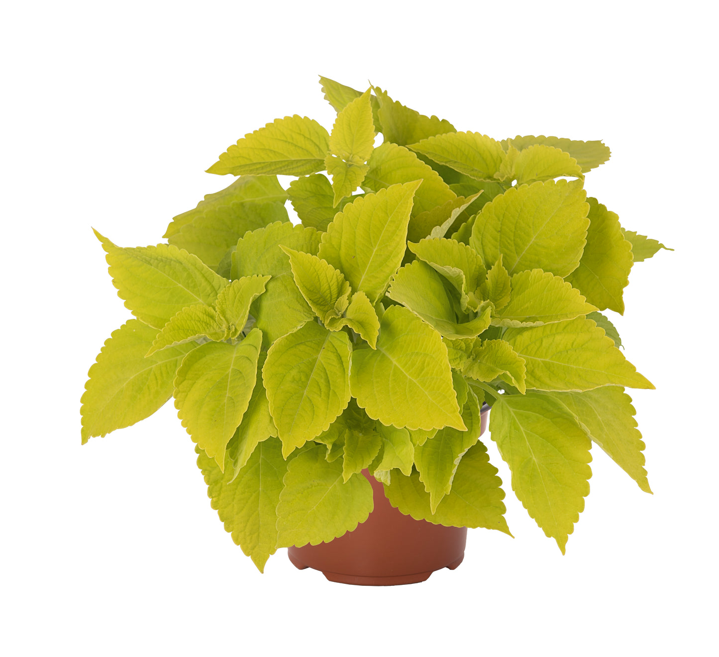 Coleus 'Main Street'