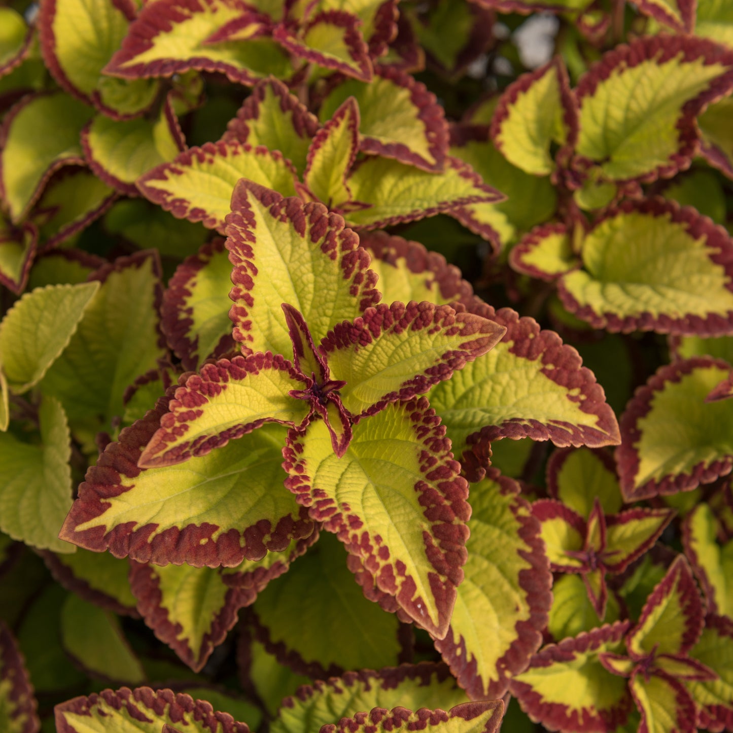 Coleus 'Stained Glasswork'