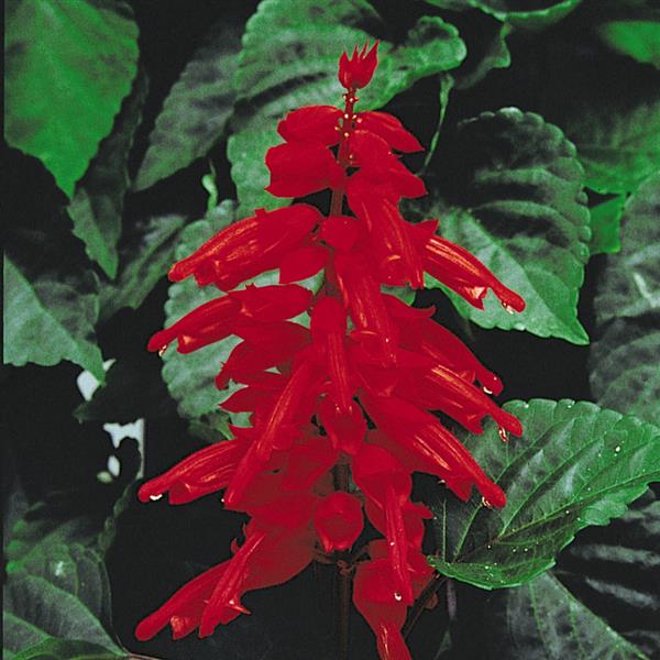 Salvia 'Bodacious'