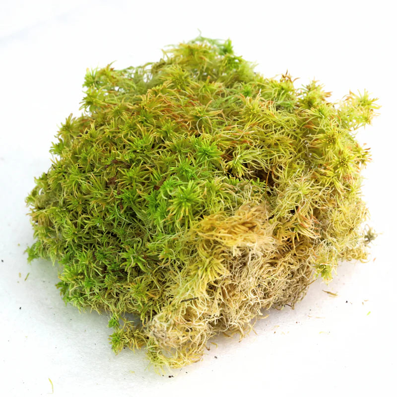 Sphagnum Moss