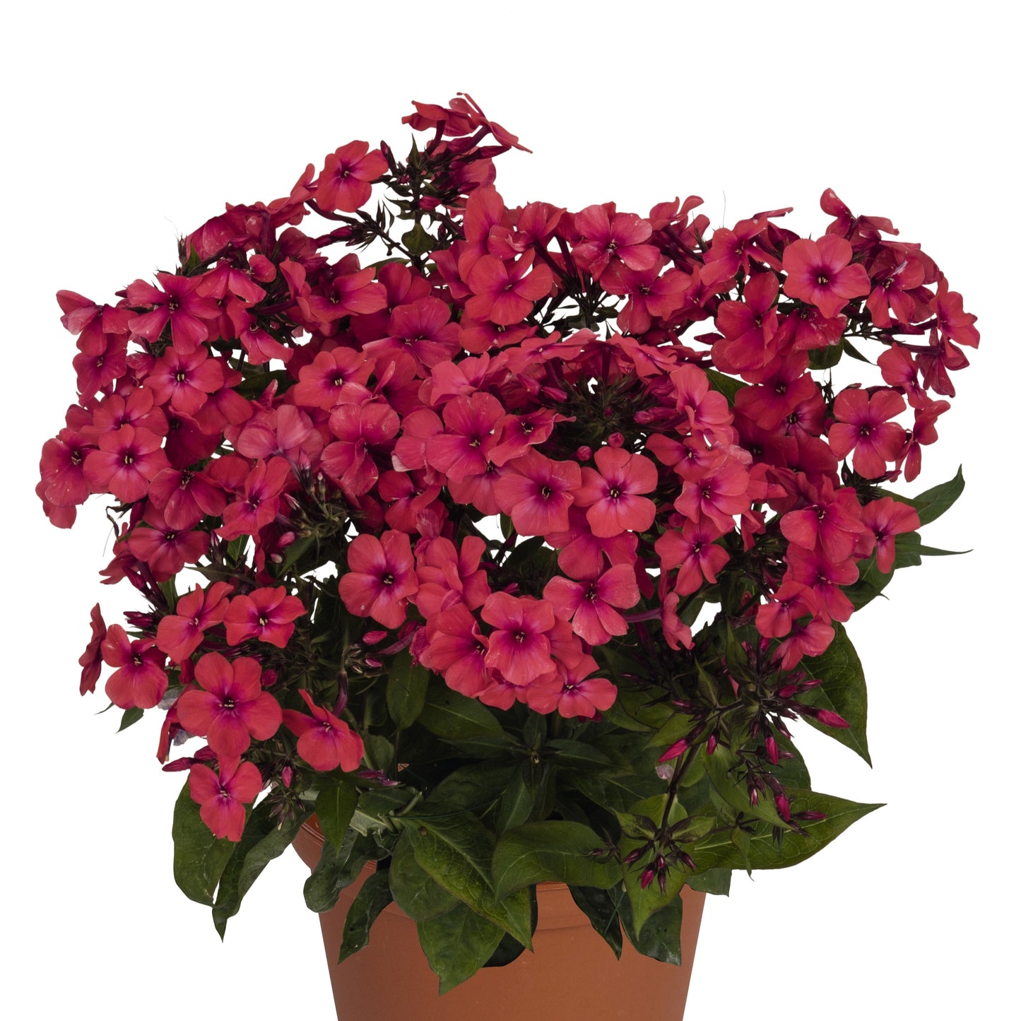 Phlox 'Flame Red' Dwarf Garden