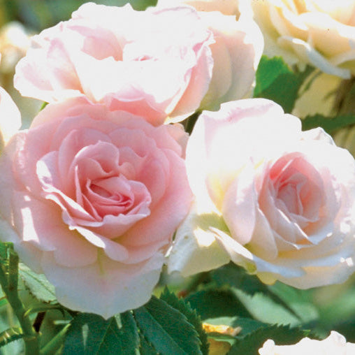 Rose 'Morden Blush'