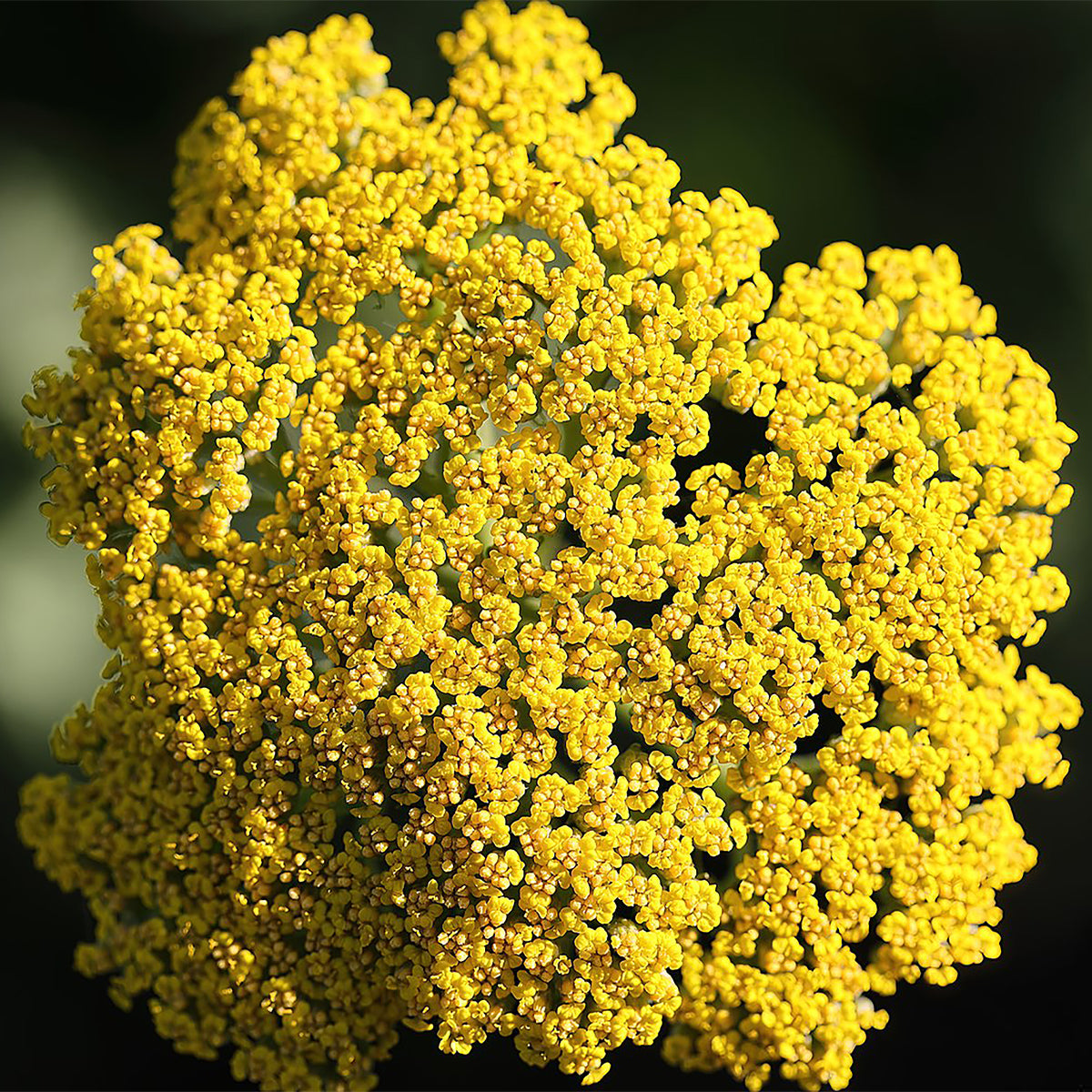 Yarrow 'Skysail'