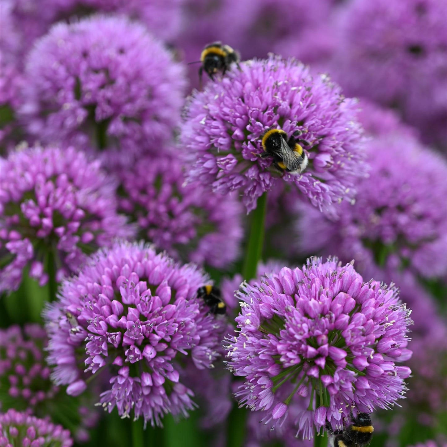 Ornamental Onion