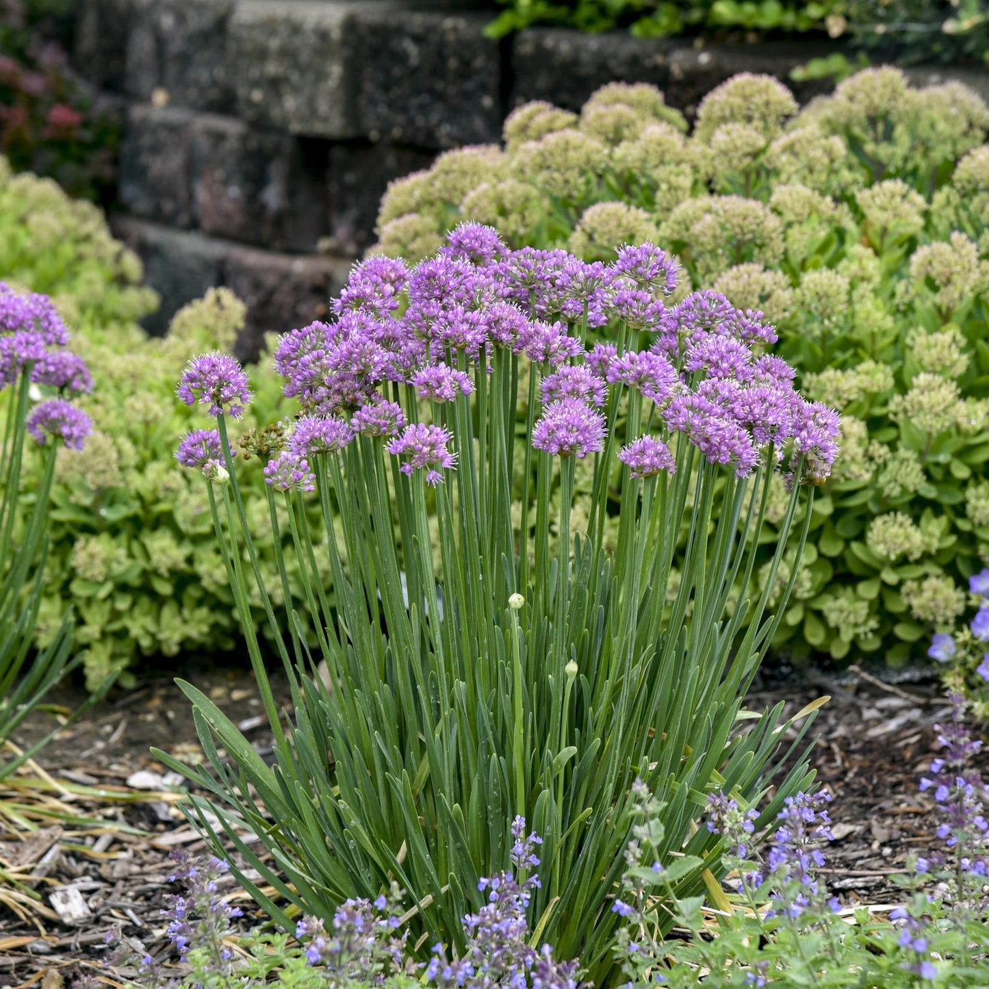 Ornamental Onion