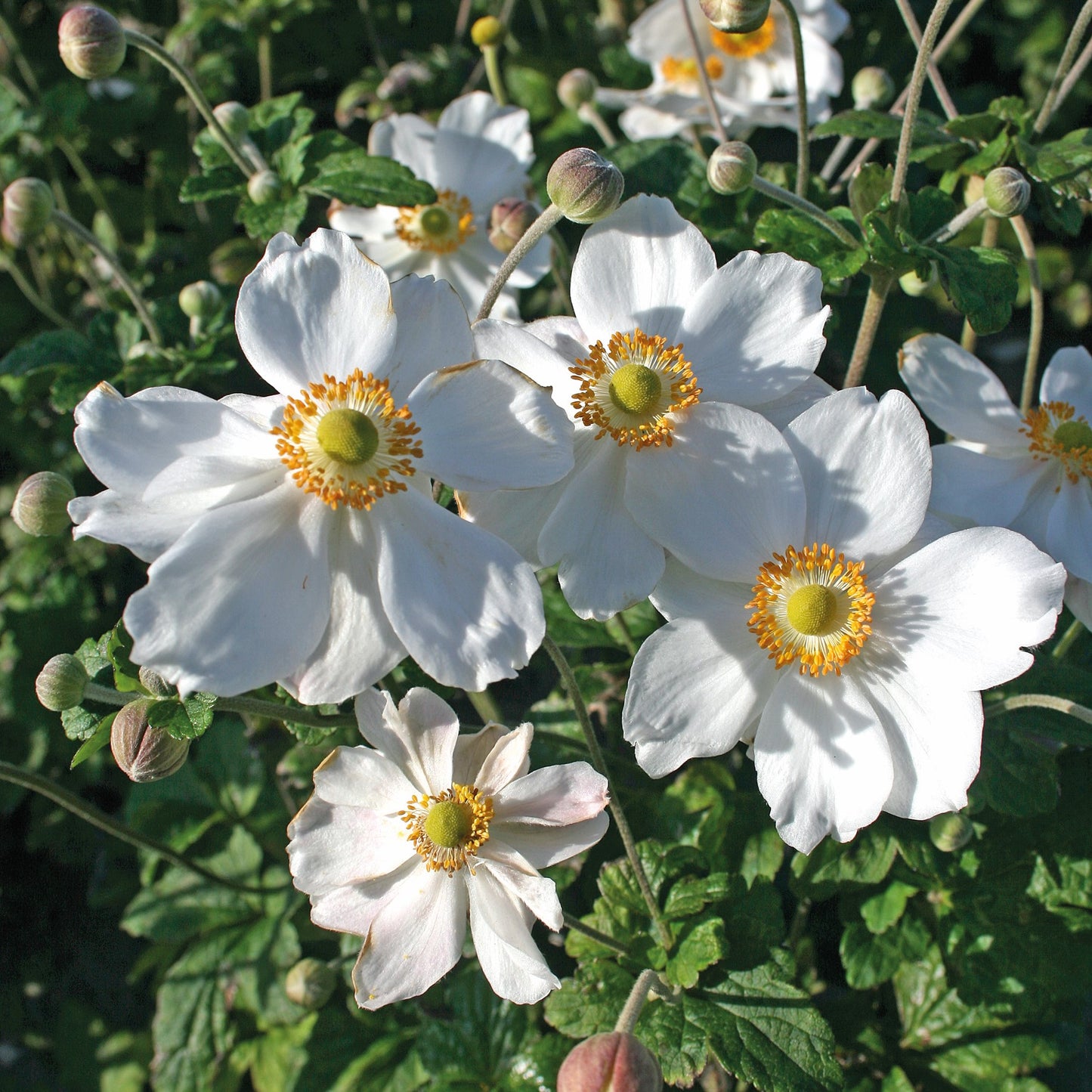 Japanese Anemone