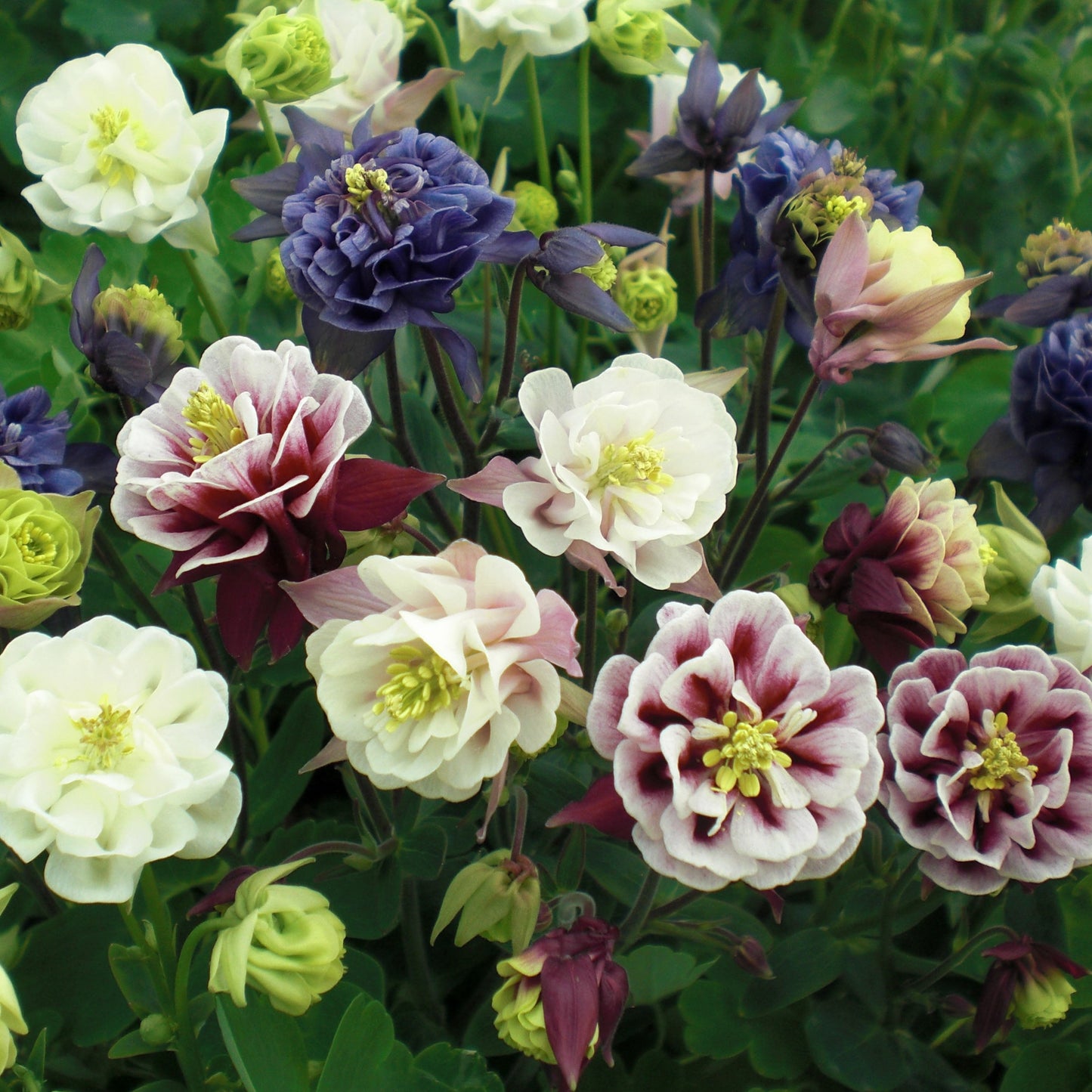 Columbine 'Winky Double'