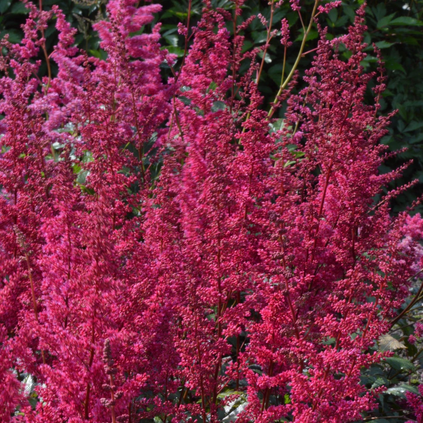 Garden Astilbe 'Burgundy Red'