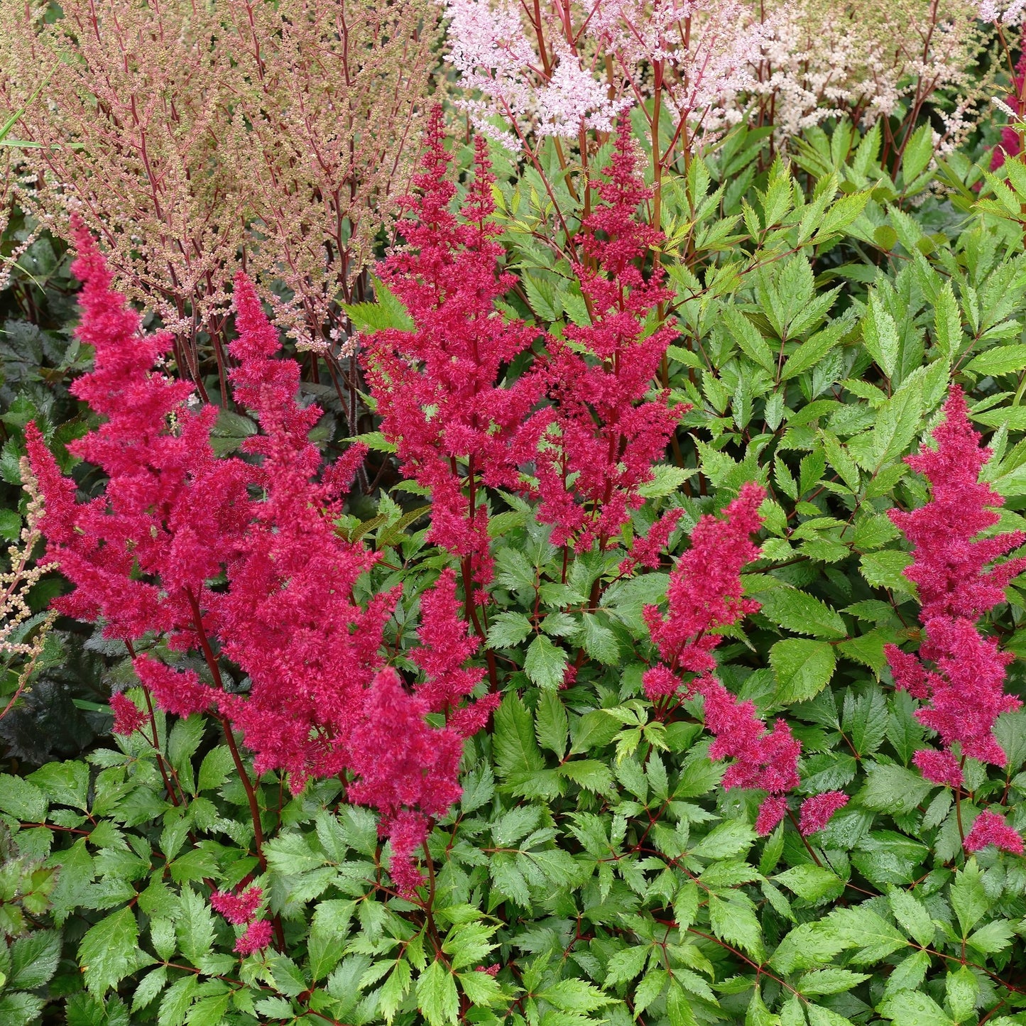 Chinese Astilbe 'Visions'