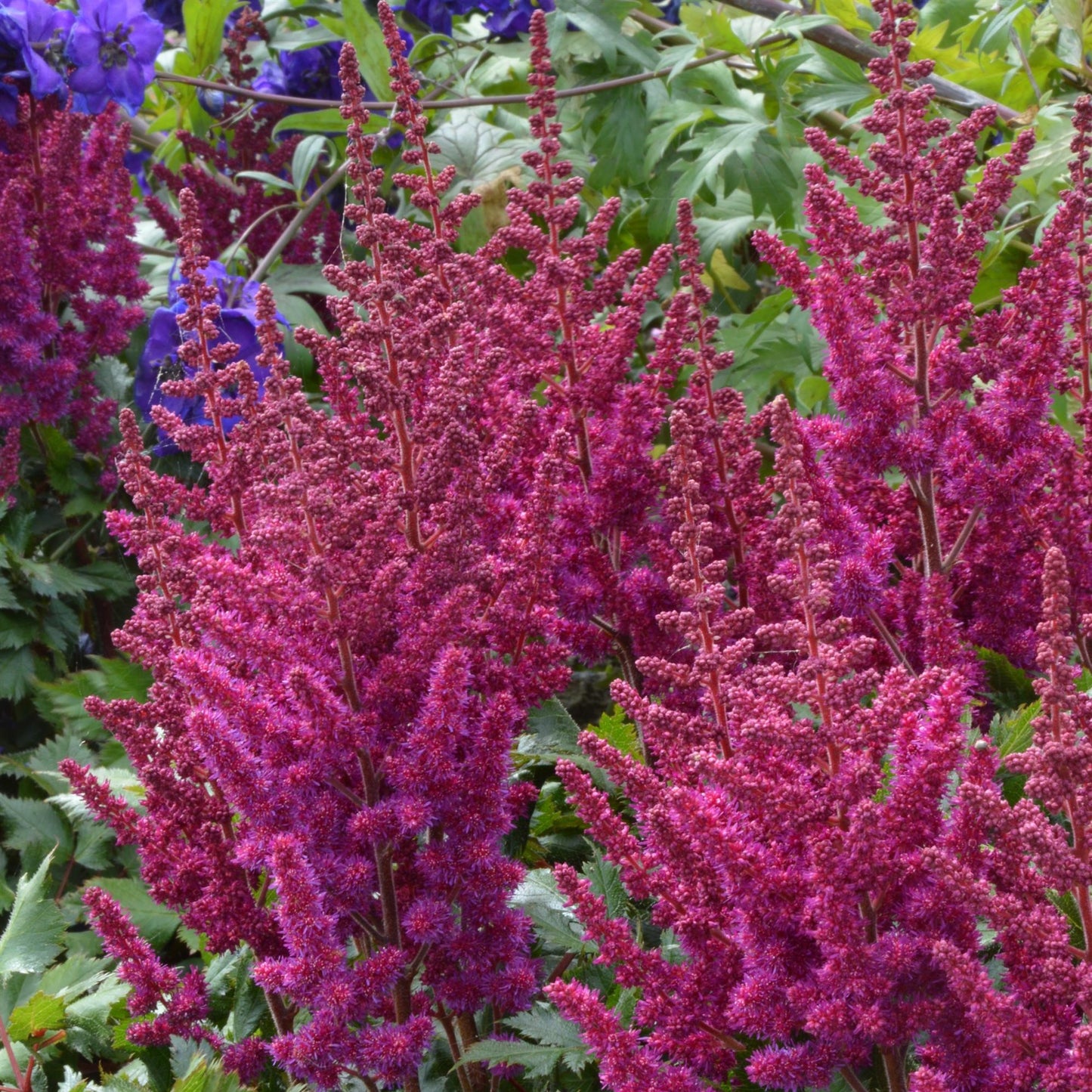 Chinese Astilbe 'Visions'