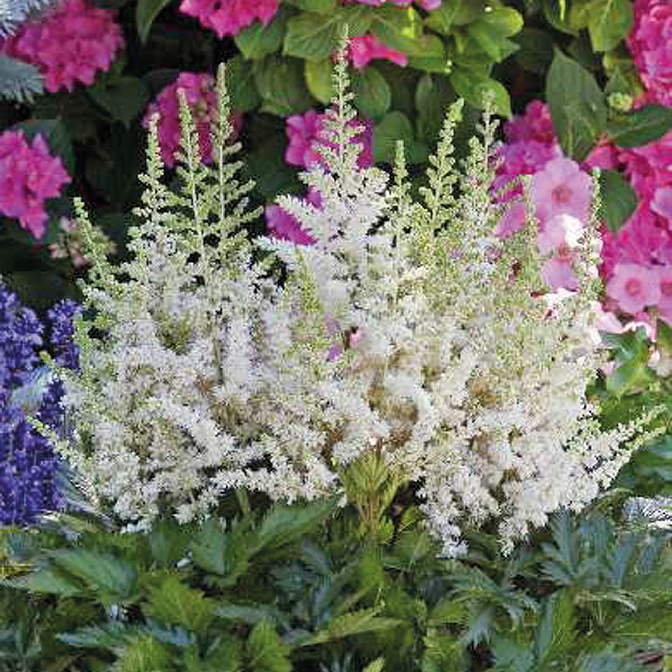 Chinese Astilbe 'Visions'