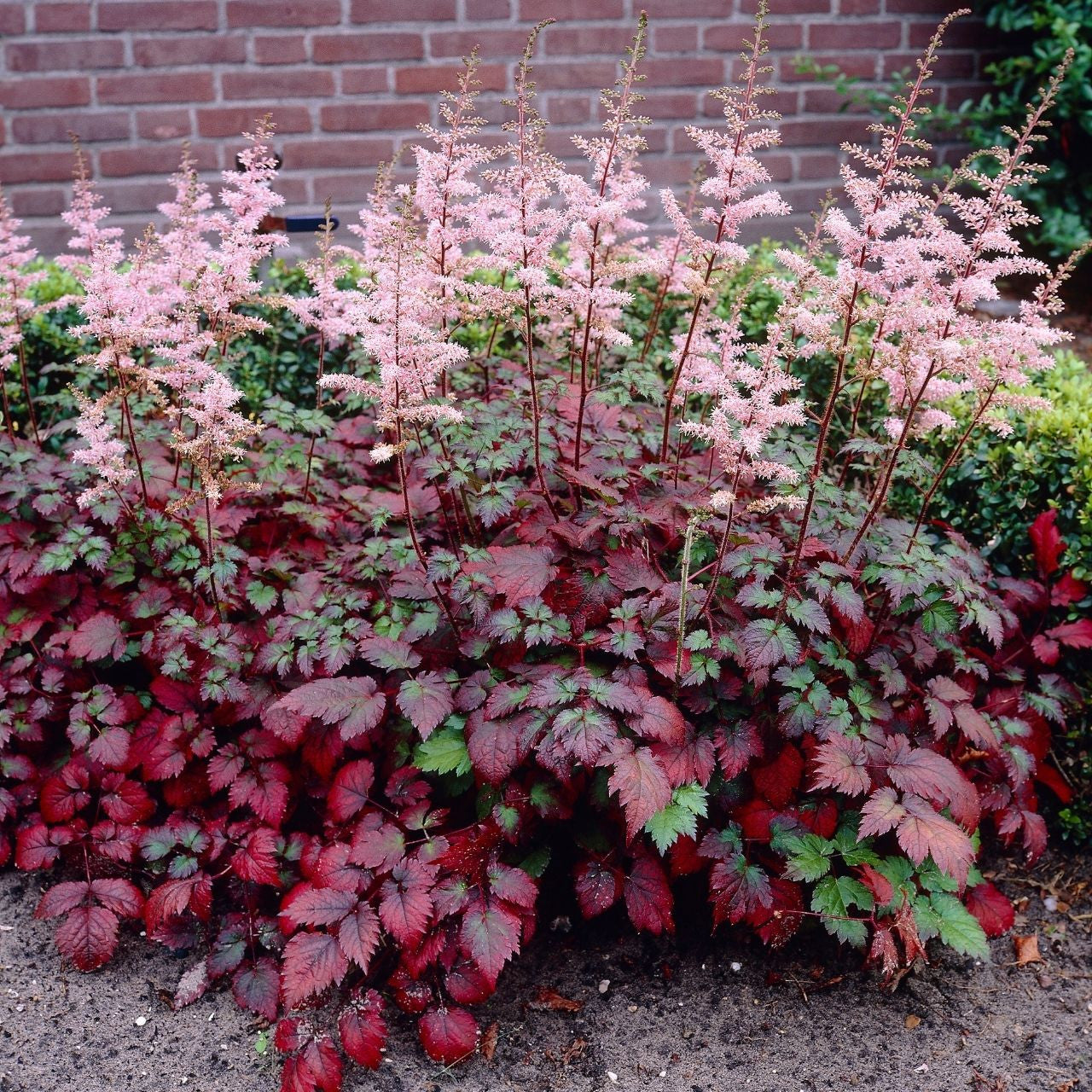 Garden Astilbe 'Colour Flash'