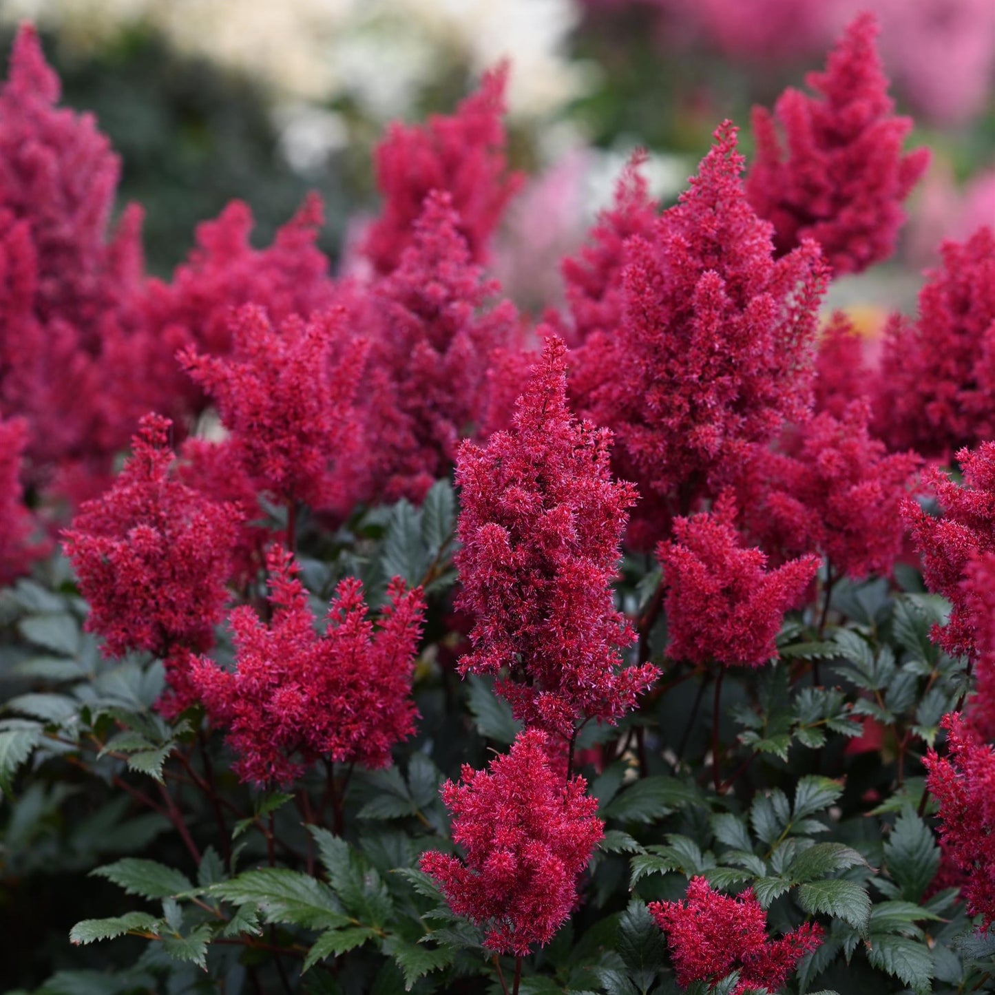 Japanese Astilbe 'Red Sentinel'