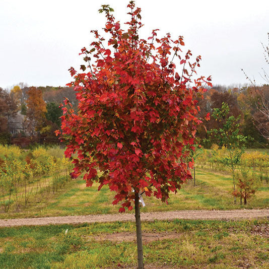 Maple 'October Glory'