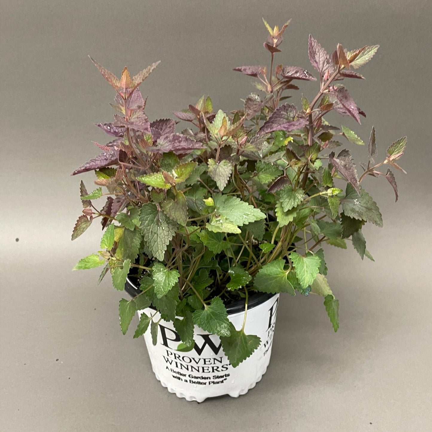 Agastache 'Meant to Bee'