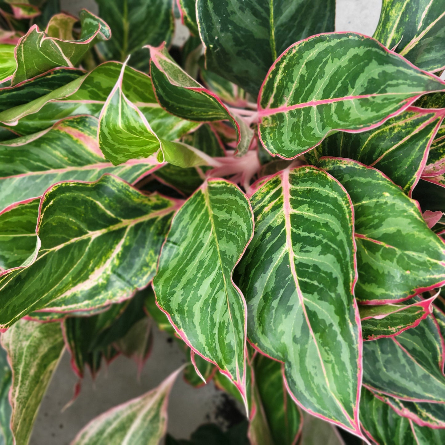 Aglaonema Moonstone