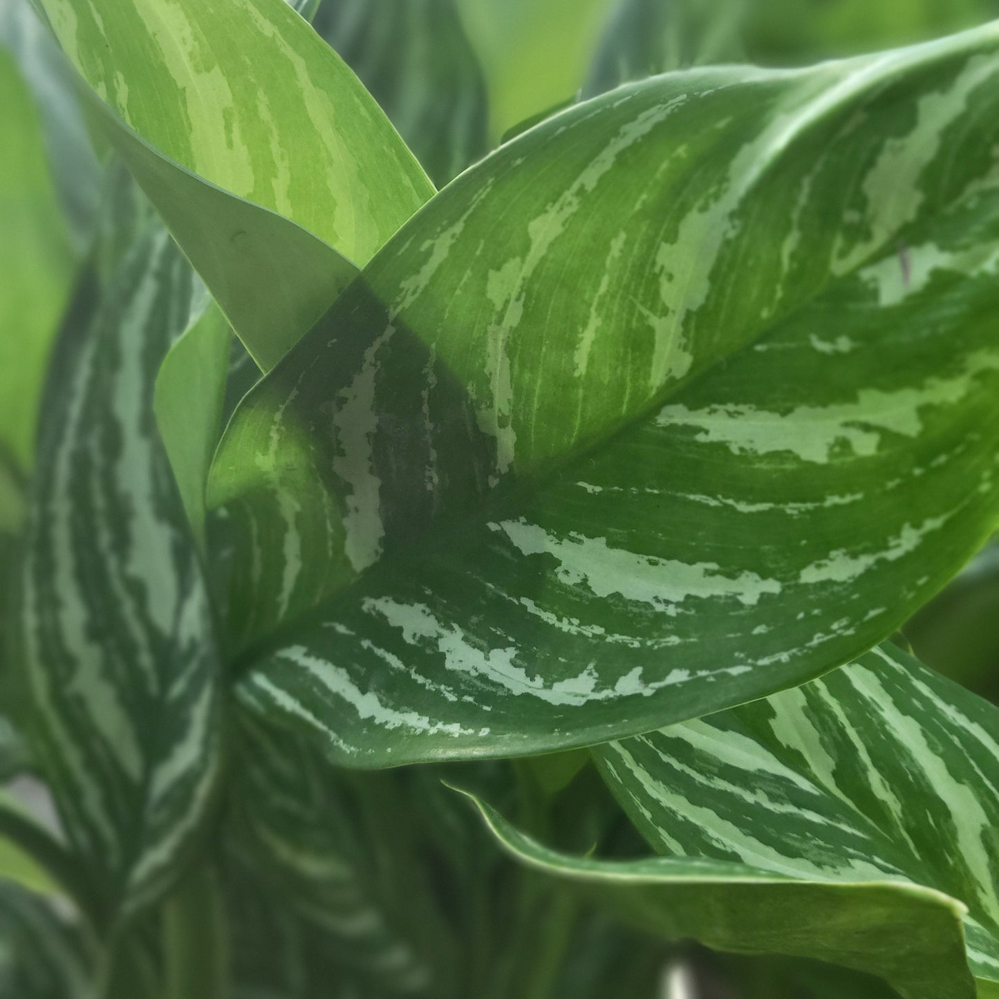 Aglaonema 'Stripes'