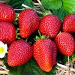 Strawberry 'Albion'