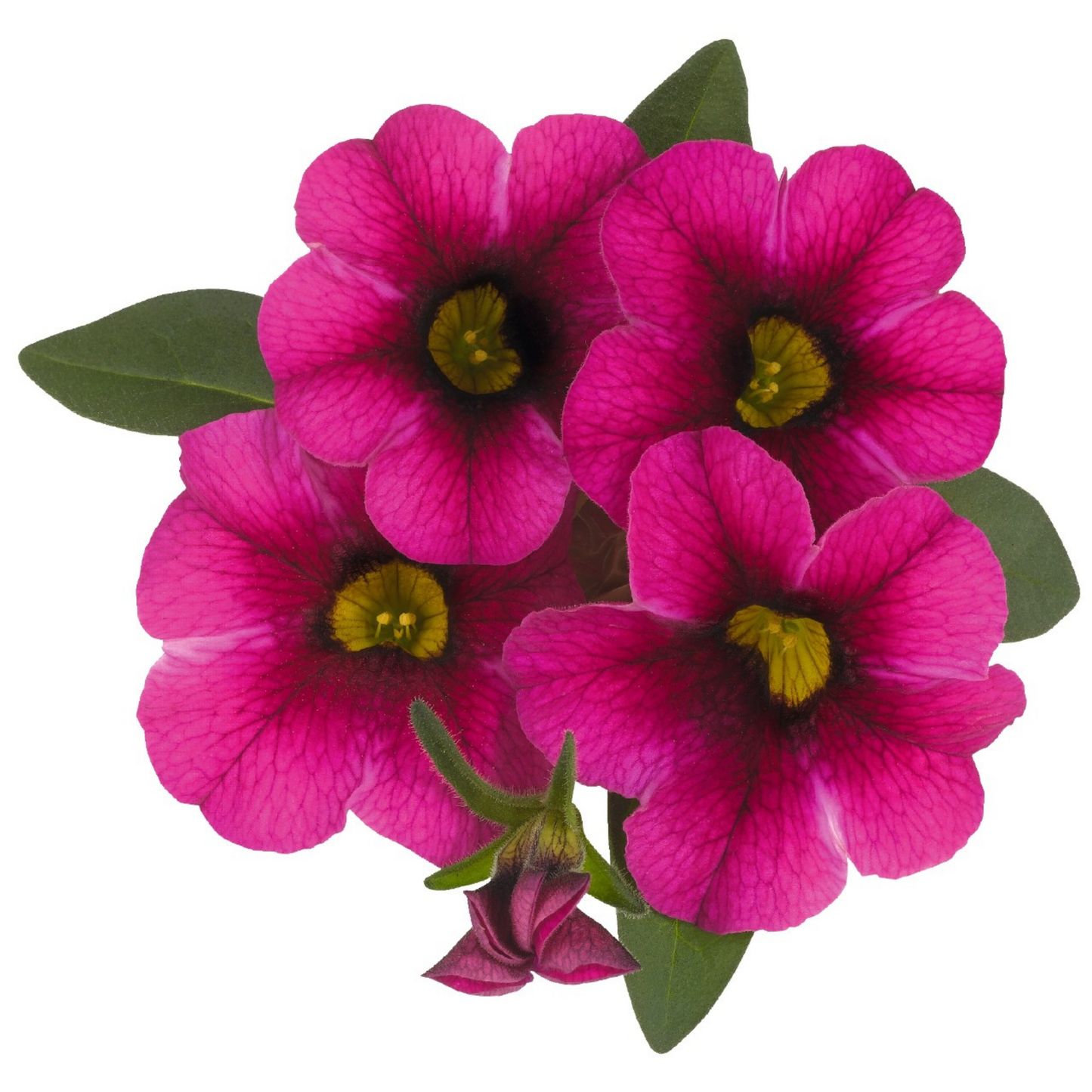 Calibrachoa 'Aloha'